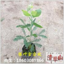 种苗（袋苗）