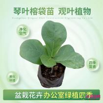 种苗（袋苗）