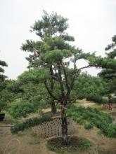 罗汉松