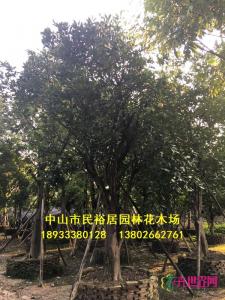 柚子树