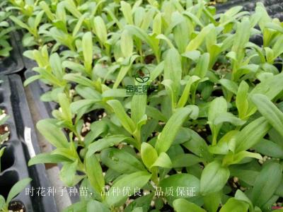 时花种苗