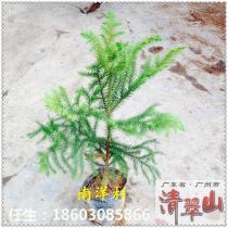 种苗（袋苗）